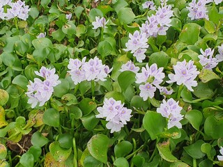green leaves blown by the wind