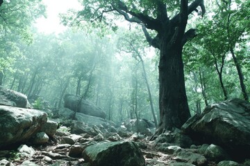 Misty forest path with large tree