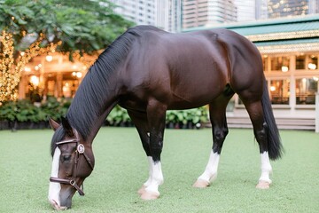 Brown horse with white legs grazing in a landscaped urban setting