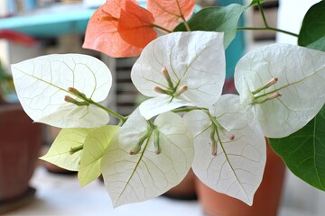 Close-up of vibrant bougainvillea flowers, white, peach, and pale yellow blooms