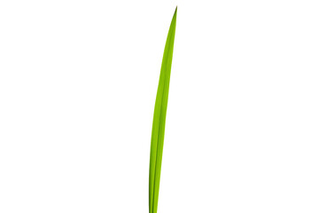 Single green grass blade isolated on transparent cutout background, cut out, png