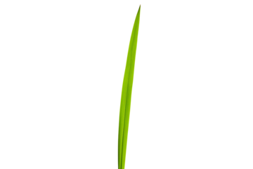 Single green grass blade isolated on transparent cutout background, cut out, png