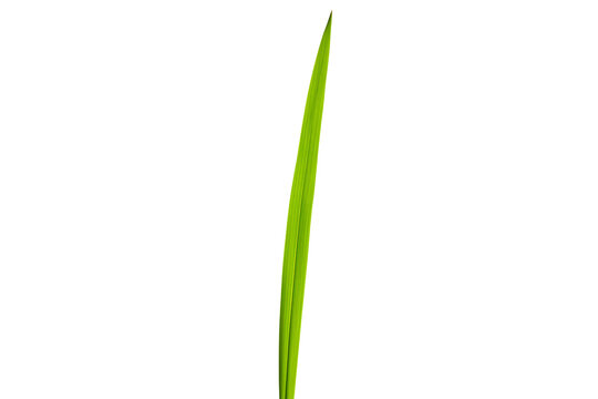 Single green grass blade isolated on transparent cutout background, cut out, png