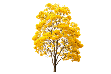 Golden Trumpet Tree in Full Bloom isolated on transparent cutout background, cut out, png