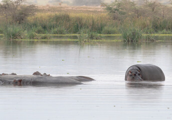 Fototapeta premium Herd of Sleeping Hippopotamus (Hippopotamus amphibius) in Amboseli National Park, Kenya 