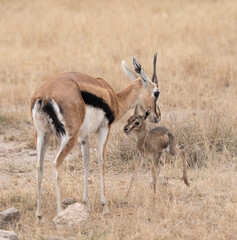 Thomson’s Gazelle (Eudorcas thomsonii)  With Her Newborn Baby in Amboseli National Park, Kenya