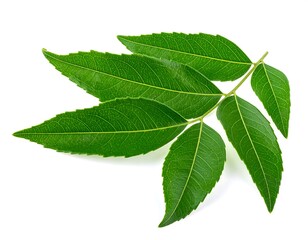 Obraz premium Close-up of vibrant green leaves on a stem