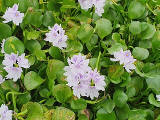 green leaves blown by the wind
