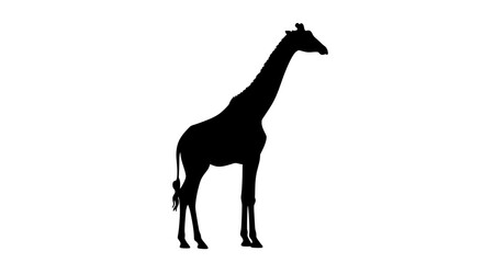Fototapeta premium Elegant black silhouette of a majestic giraffe, standing tall against a pristine white background. This graphic captures the iconic African animal's distinctive profile