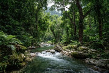 Obraz premium Lush Rainforest Creek Winding Through Dense Forest Canopy