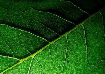 Leaf pattern with dark background