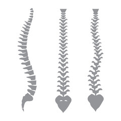 Spine Anatomy Illustrations