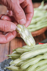 Fresh White Beans in Green Pods Being Opened by Hand - Farm Fresh Organic Produce