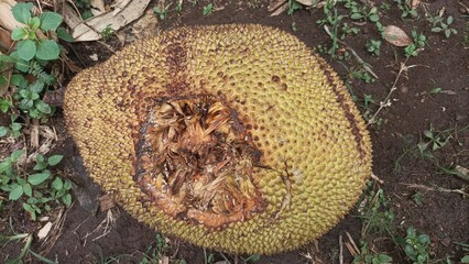 detail of dull, spiny, rotten jackfruit skin