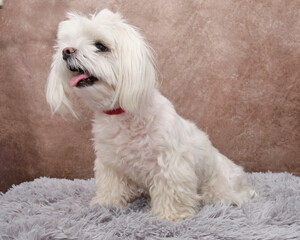 A Maltese dog sits on its hind legs before getting a haircut