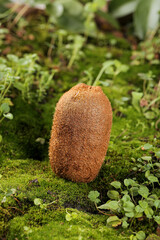 Fresh Kiwi Fruit on Green Moss in Natural Forest Environment