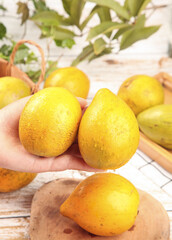Fresh Golden Lemons in Hands on Rustic Wooden Background with Green Leaves