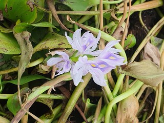 green leaves blown by the wind