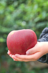 Fresh Red Fuji Apple in Hand with Water Drops Against Green Nature Background