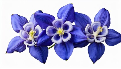 Illustration Of Detailed Blue Columbine Flower On Transparent Background