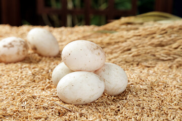 Fresh Free Range White Eggs with Speckled Shells in Straw Nest - Organic Farm Fresh Poultry Products