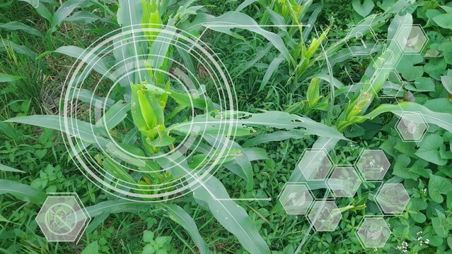 Corn Crop Analysis: Disease and Pest Detection