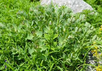 Close up of green Sedum telephium leaves growing in the garden among grass, showing fresh succulent foliage in natural daylight.