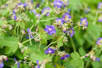 Wild Geranium pratense with delicate violet blue flowers blooming among green foliage in Primorsky Krai, showing the beauty of summer nature.