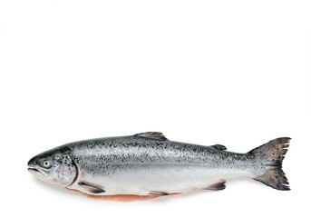 Obraz premium A single, fresh, whole salmon fish with visible pink flesh, on an isolated white background