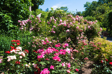 Fototapeta premium Pink roses Heidetraum in the foreground with light pink John Davis roses behind, blooming under clear blue sky in a bright summer garden scene.