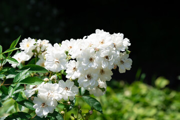 White climbing roses Rosa Guirlande dAmour in full bloom with lush clusters of delicate petals and fresh green foliage under natural sunlight