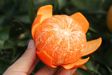 Fresh Bergamot Citrus Fruit Harvest in Hand - Wuming Guangxi China Sweet Orange Seasonal Produce