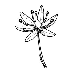 delicate botanical vector design