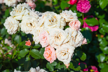Wide shot of Carcassonne floribunda rose mass on clump, dense apricot blossoms and dark green glossy leaves under summer sun.