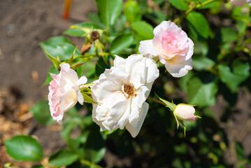 Obraz premium Charles Aznavour roses with soft white and blush pink blossoms blooming together in garden, close-up of romantic and fragrant flowers in summer.