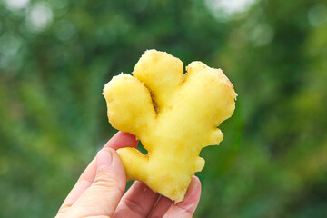 Fresh Yellow Ginger Root from Yunnan Alpine Region Held in Hand Against Green Natural Background