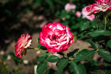 Top view of blooming pink and white Prince de Monaco floribunda roses in a summer garden, showing lush petals and vibrant natural tones.