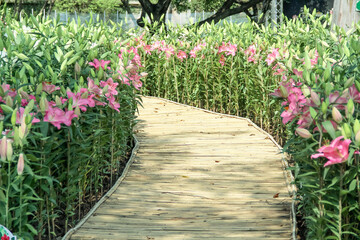 Brown wood walkway in the middle lily flower field