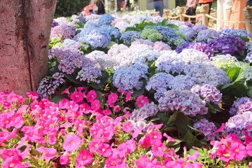 Hydrangea macrophylla blossom blooming field with light sunshine