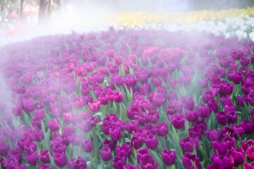 Tulip field in the mist or colorful blossom with water drops
