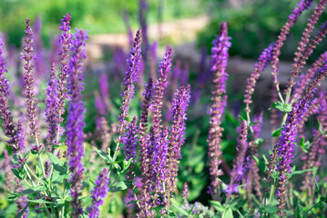 Obraz premium A close-up view of purple Salvia flowers with tall spikes and lush green leaves, thriving in a sunlit summer garden.