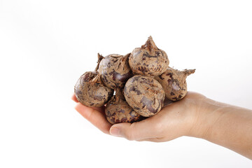 Fresh Water Chestnuts in Hand on White Background