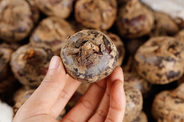 Fresh Water Chestnuts in Hand Showing Natural Brown Skin and Interior Detail for Cooking
