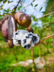 Freshly Picked Cacao Pod Pulp on Wooden Spoon - Rural Yunnan Harvest Season August