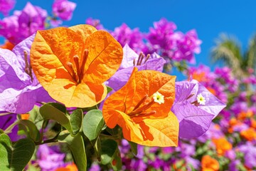 Vibrant orange and purple bougainvillea blossoms against a clear blue sky