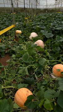 Aerial view of super large Halloween pumpkins growing on a farm in Da Lat