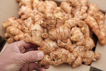 Fresh Ginger Root in Hand - Raw Organic Seasoning Spice for Cooking and Health