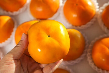 Fresh Ripe Persimmon Fruit in Hand - Sweet Creamy Flavor from Shaanxi China