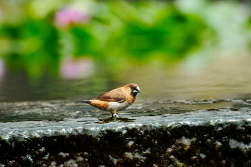 Sparrow in waterlily pond