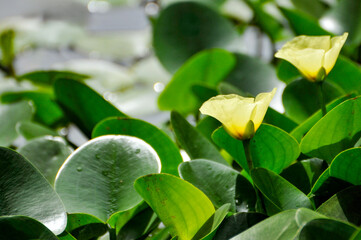 Obraz premium blossoming lotus flowers